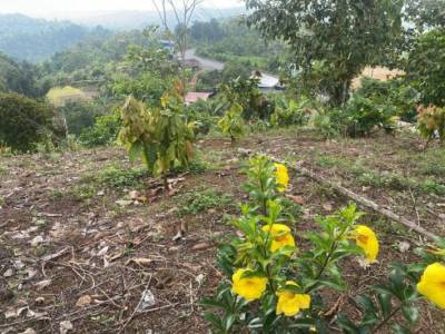 Puerto Quito, Vendo Terreno 4896 m&sup2;, a 4 Min del Pueblo
