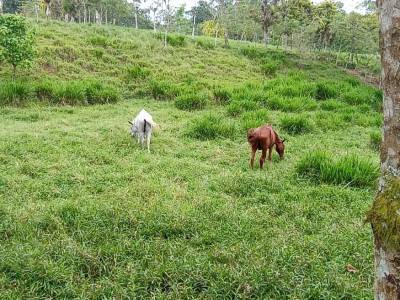 Hacienda-Quinta en  Recinto Santa Marianita, El Esfuerzo, Santo Domingo, Ecuador