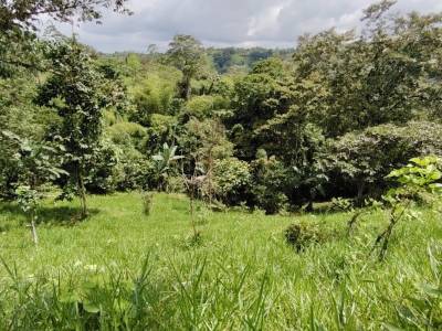FINCA GANADERA EN VENTA  20.70 ha SANTO DOMINGO EC