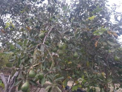 VENDO TERRENO 20.000 M2 GUAYLLABAMBA