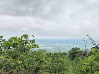 VENTA DE FINCA AGROPRODUCTIVA  18,8 HA EL ESFUERZO